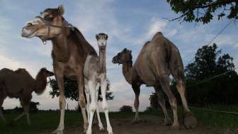 Camel farm Olmerswil Camel farm Olmerswil